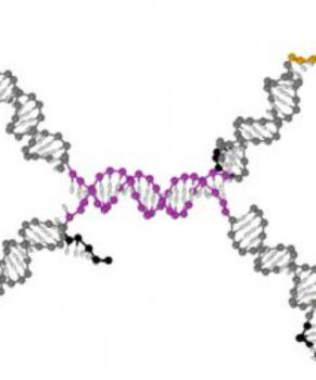 DNA Origamis